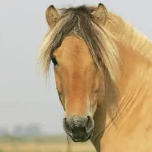 Norwegian Fjord Pony - Adult, close-up of head Norwegian Fjord Pony - Adult, close-up of head