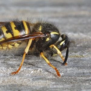 Norwegian Wasp (Dolichovespula norwegica) adult worker, collecting wood pulp for nest building material, Powys, Wales, april