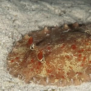 Nudibranch (Alliodoris hedleyi) adult, on sand, Mabul Island, Sabah, Borneo, Malaysia