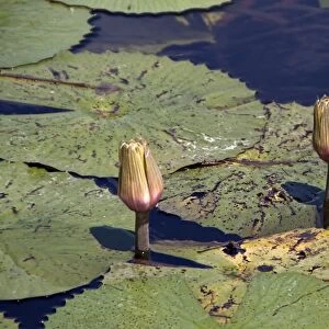 Nymphaea lotus, the white water lily, or white lotus which has night-blooming white or cream flowers
