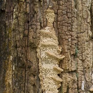 Oak Mazegill (Daedalea quercina) fruiting bodies, growing on oak gatepost, Powys, Wales, February