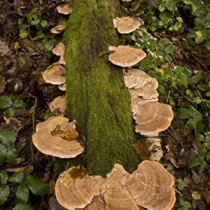 Oak Mazegill (Daedalea quercina) fruiting bodies, growing on oak log in woodland, Exmoor N. P. Devon, England, November