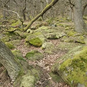 Oak (Quercus sp. ) upland wood habitat, Padley Gorge, Peak District, Derbyshire, England, march