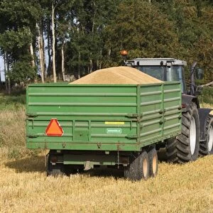 Oat (Avena sativa) crop, tractor with trailer full of harvested grain, in stubble field, Sweden