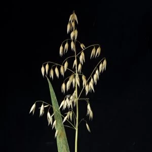Oat crown rust, Puccinia coronata, on oats flag leaf