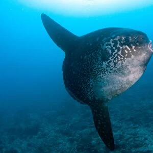 Ocean Sunfish (Mola mola) adult, swimming, Batu Abah, Nusa Penida, Bali, Lesser Sunda Islands, Indonesia