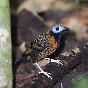 Ocellated Antbird (Phaenostictus mcleannani) adult, perched on fallen branch in rainforest, Pipeline Road, Soberiana N. P. Panama