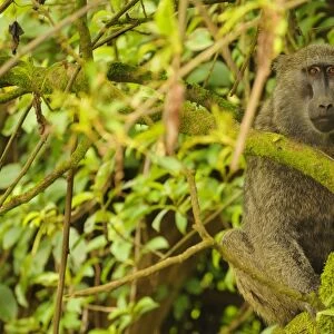 Olive Baboon (Papio anubis) adult, sitting in tree, Kahuzi-Biega N. P. Kivu Region, Democratic Republic of Congo