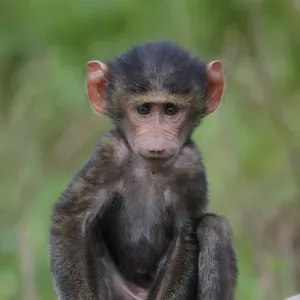 Olive Baboon (Papio anubis) young, sitting on log, Lake Nakuru, Great Rift Valley, Kenya Olive Baboon (Papio anubis) young, sitting on log, Lake Nakuru, Great Rift Valley, Kenya