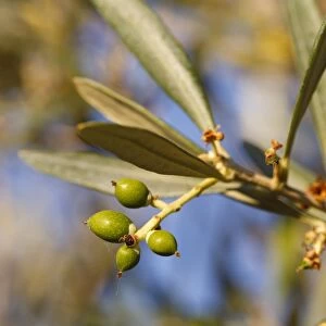 Olive (Olea europea) close-up of young fruit forming on tree, in grove, Bouches-du-Rhone, Provence, France, June