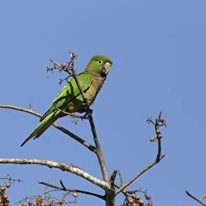 Olive-throated Parakeet (Eupsittula nana astec) adult, feeding, perched in fruiting tree, Yucatan Peninsula, Mexico
