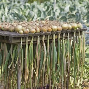 Onion (Allium cepa) harvested bulbs, drying on rack, Norfolk, England, august