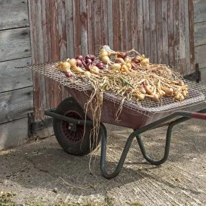 Onion (Allium cepa) harvested homegrown bulbs, drying out on wire covered wheelbarrow, Shropshire, England, August
