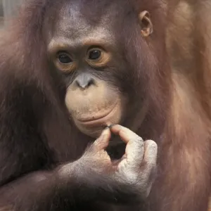 Orang Utan (Pongo pygmaeus) Young Orang Utan (Pongo pygmaeus) Young