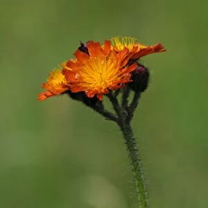 Orange Hawkweed (Pilosella aurantiaca) flowering, growing in wildflower meadow, near Grantown-on-Spey, Morayshire
