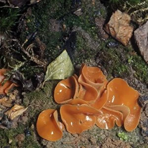 Orange peel Fungus, Peziza aurantia
