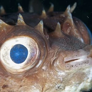 Orbicular Burrfish (Cyclichthys orbicularis) adult, close-up of head, Lembeh Straits, Sulawesi, Sunda Islands