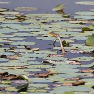 Oriental Darter (Anhinga melanogaster) juvenile, swimming low amongst waterlily leaves in lake, Sri Lanka, February