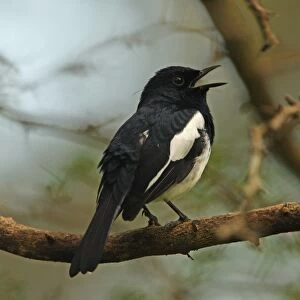 Oriental Magpie-robin (Copsychus saularis ceylonensis) adult male, singing, perched on branch, Sri Lanka, december