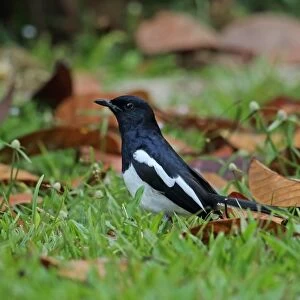 Oriental Magpie-robin (Copsychus saularis musicus) adult male, foraging amongst fallen leaves on short grass