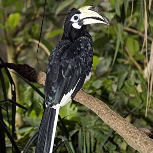 Oriental Pied Hornbill (Anthracoceros albirostris) adult female, perched on branch, Indonesia, march
