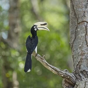Oriental Pied Hornbill (Anthracoceros albirostris) adult male, perched on branch, Malaysian Borneo, Borneo, Malaysia