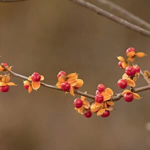 Oriental Staff Vine (Celastrus orbiculatus) introduced invasive species, close-up of fruit, New York State, U. S. A