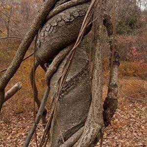 Oriental Staff Vine (Celastrus orbiculatus) introduced invasive species, vines strangling host birch tree in woodland