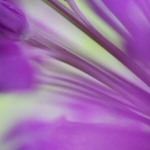 Ornamental Onion (Allium hollandicum) Purple Sensation, close-up of flower, in garden, Dorset, England, may