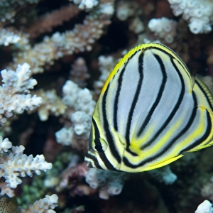 Ornate Butterflyfish (Chaetodon ornatissimus) adult, swimming in reef, Uhak Reef, Wetar Island, Barat Daya Islands, Lesser Sunda Islands, Maluku Province, Indonesia
