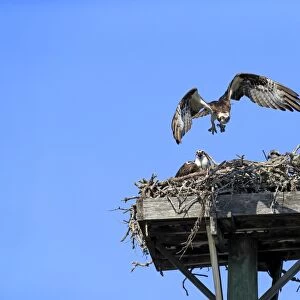 Osprey (Pandion haliaetus carolinensis) adult pair with chicks, in flight and sitting at nest on manmade platform