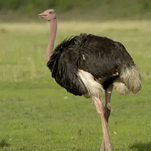 Ostrich Adult Male Print Ostrich Adult Male Print