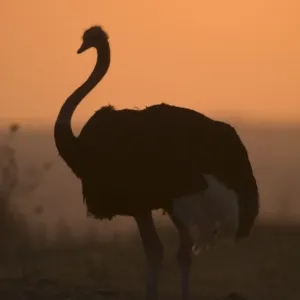 Ostrich Adult Male Print Ostrich Adult Male Print