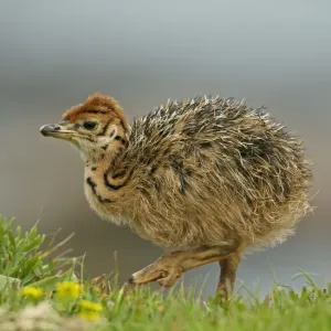 Ostrich (Struthio camelus) chick, recently hatched, Cape of Good Hope, Cape Peninsula, South Africa Ostrich (Struthio camelus) chick, recently hatched, Cape of Good Hope, Cape Peninsula, South Africa
