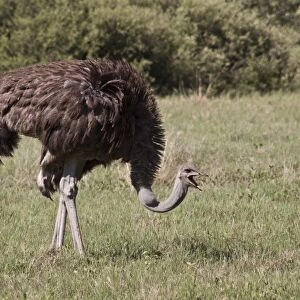 The Ostrich, (Struthio camelus), is a large flightless bird native to Africa