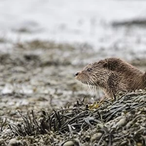 Otter resting on seaweed at low tide on a rock