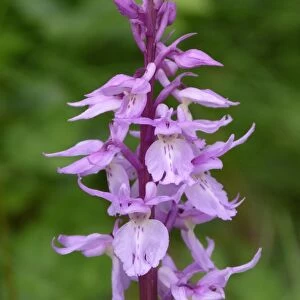Ovalis Orchid (Orchis ovalis) close-up of flowerspike, Corsica, France, April