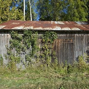 Overgrown disused wooden barn with rusty corrugated iron roof, Sweden, september