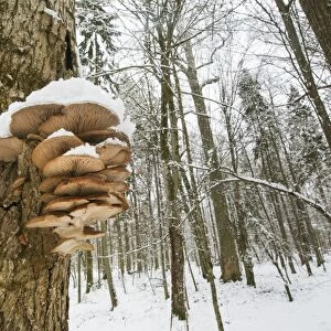 Oyster Mushroom (Pleurotus ostreatus) fruiting bodies, growing on tree trunk in snow covered primeval forest habitat