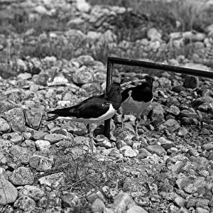 Oystercatcher looking at its reflection in a mirror - Loch Morlich Scotland. Taken by Eric Hosking in 1947