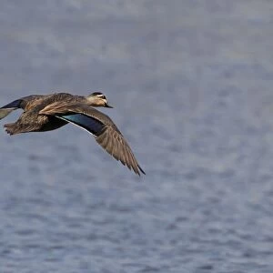 Pacific Black Duck (Anas superciliosa rogersi) adult, in flight over water, Brisbane, Queensland, Australia, October