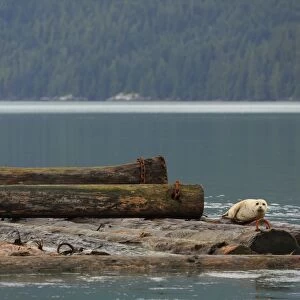 Pacific Common Seal (Phoca vitulina richardsi) adult, being towed on log boom, Knight Inlet, Coast Mountains