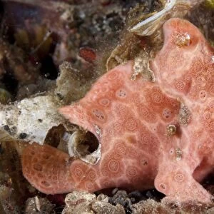 Painted Frogfish (Antennarius pictus) pink adult, resting on reef, Lembeh Straits, Sulawesi, Sunda Islands, Indonesia