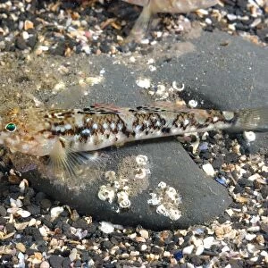 Painted Goby (Pomatoschistus pictus) adult, resting on seabed, Kimmeridge Bay, Isle of Purbeck, Dorset, England, August