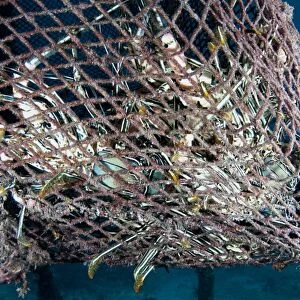 Painted Spiny Lobster (Panulirus versicolor) adults, group in lost fishing net, Arborek, Dampier Straits