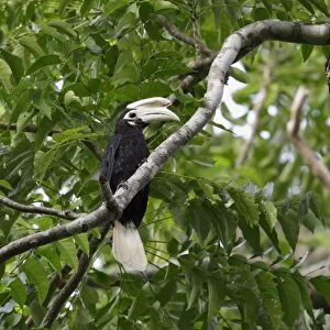 Palawan Hornbill (Anthracoceros marchei) adult male, perched on branch in tree, Puerto Princesa Subterranean River N. P