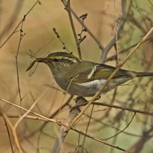 Pallass Warbler (Phylloscopus proregulus) adult, with cranefly prey in beak, perched on stem, Hebei, China, may
