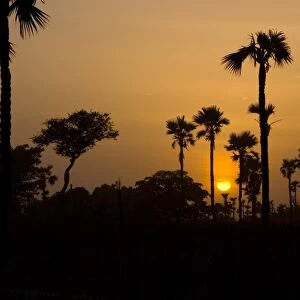 Palm trees silhouetted at sunset, Banfora, Comoe Province, Burkina Faso