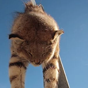 Pampas Cat (Leopardus pajeros) dead adult, shot animal strung up on post as deterrent to other predators, Rio Gallegos, Santa Cruz, Argentina, november