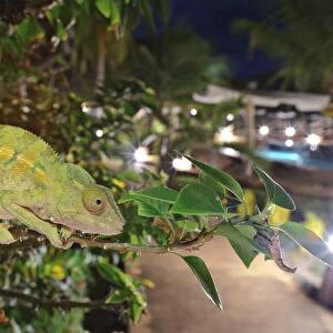 Panther Chameleon (Furcifer pardalis) adult, clinging to branch overlooking hotel at night, Nosy Be, Madagascar